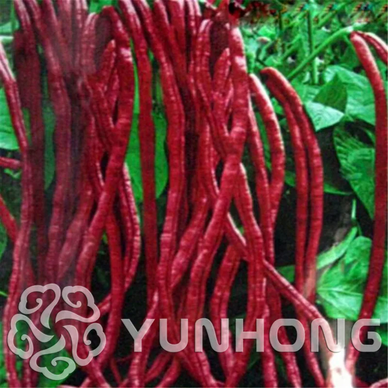 

20 Pcs Chinese Red Noodle Bean bonsai ,Purplr Vigna sinensis Cowpea,Dolichos sinensis,High-Yield plant,Delicious Vegetable