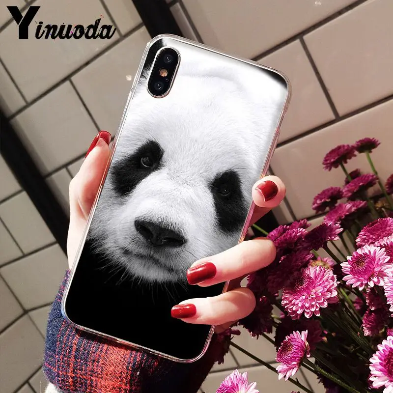 cute panda