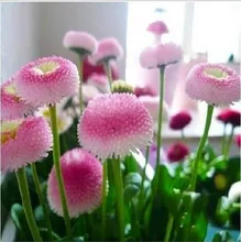 200pcs strawberry ice cream little Daisy Seeds Bonsai plants Seeds for home garden Bonsai Plant Flower Seeds