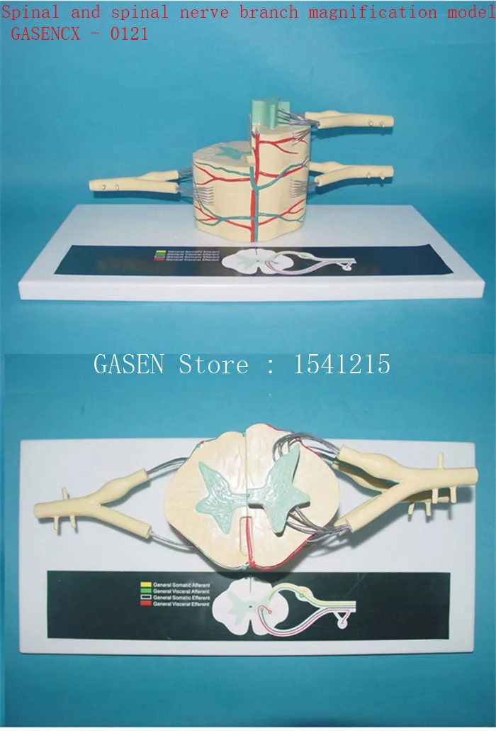 Модель анатомии спинного нерва модель увеличения спинного и спинного нерва Модель-GASENCX-0121