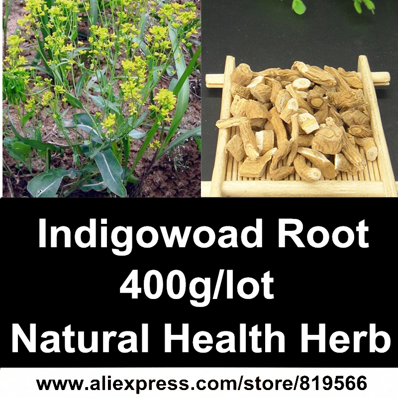 

Dried Isatis Tinctoria Natural Radix Isatidis Health Care Herbal Indigowoad Root