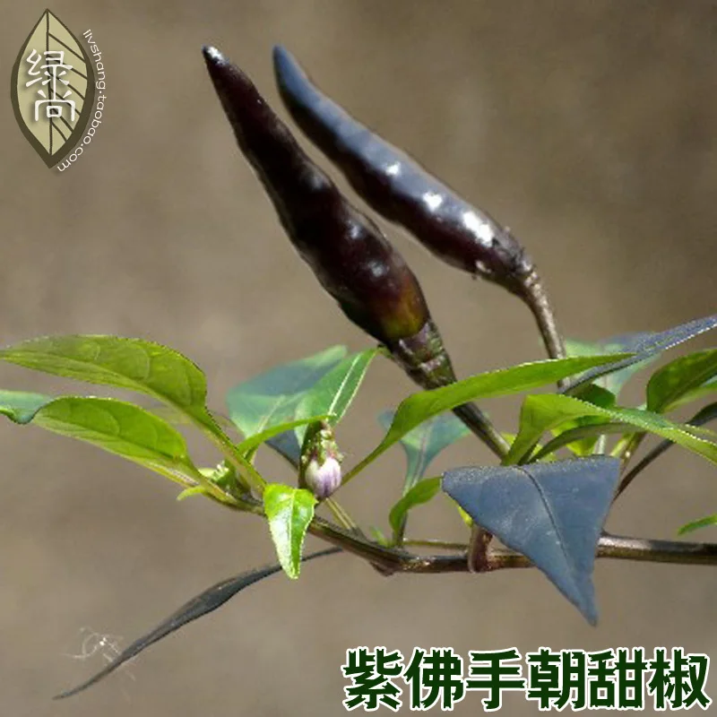 

Purple Buddha hand chili pepper bonsais pepper 4 seasons sowing garden balcony potted fruits and vegetables bonsais 200pcs