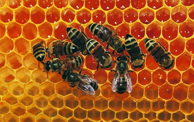 74 × 195 мм samll руководство beeswax Расческа для основы роликовая мельница машина