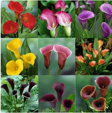 Promotions Bonsai And Colorful Calla Lily Seed Rare Plants Flowers -20 Seeds