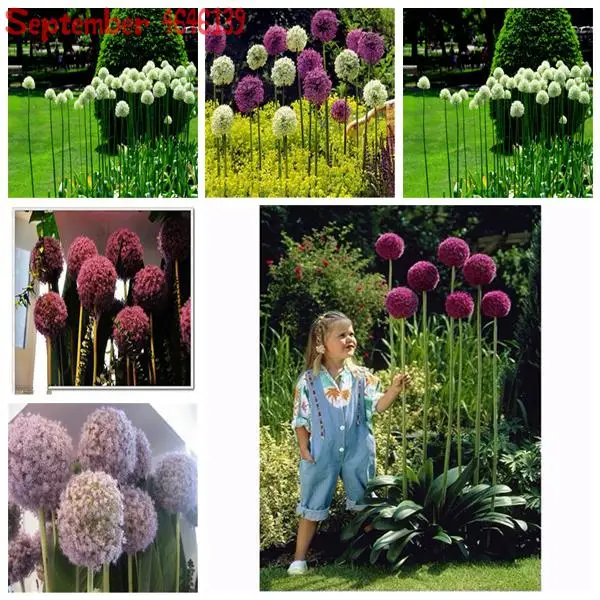 

2019 Hot Sale! 200 pcs Giant Allium Giganteum Bonsai Flower Plant Purple Allium Gorgeous Flower Germination Rate of 95%