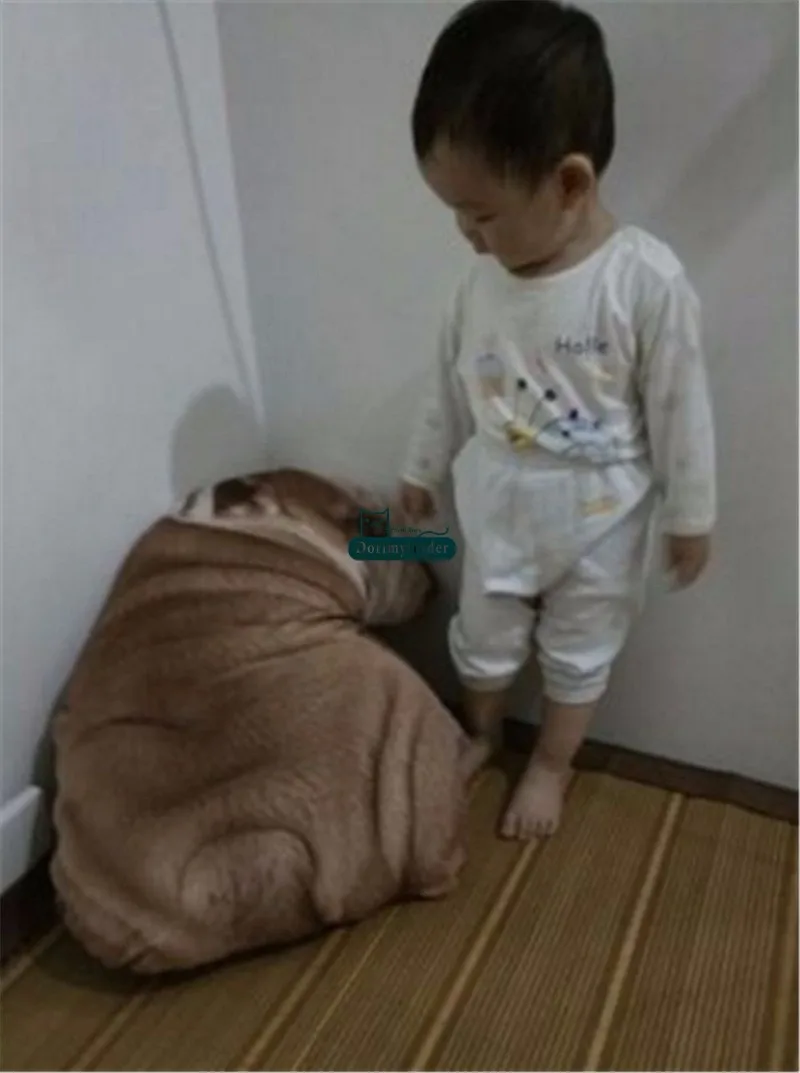 Dorimytrader Realistic 3D Printed Plush Shar Pei Dog Pillow Doll Big Cute Dog Toys Simulated Animals DY61827 (3)