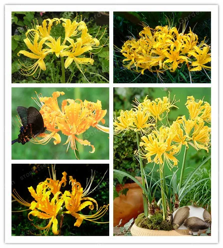 

Yellow Lycoris Bulbs True Lycoris Bulbs, Natural Growth, Bonsai Plant DIY Home Garden-2 Bulbs