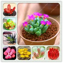 100 Pcs/Lot Lithops Flower Bonsai Plants Semo 24 Species Rare Succulent Stone Flower Potted Planting for Home Garden Decoration 100 Pcs/Lot Lithops Flower Bonsai Plants Semo 24 Species Rare Succulent Stone Flower Potted Planting for Home Garden Decoration