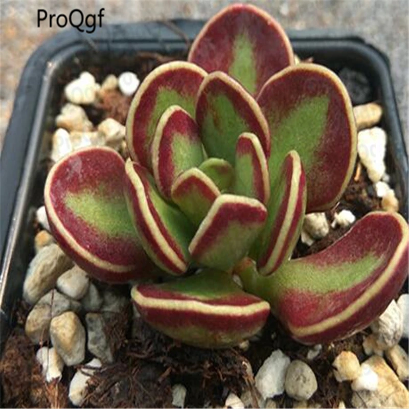 

1Pcs A Set cake Adromischus Plant c56a Adromischusherrei