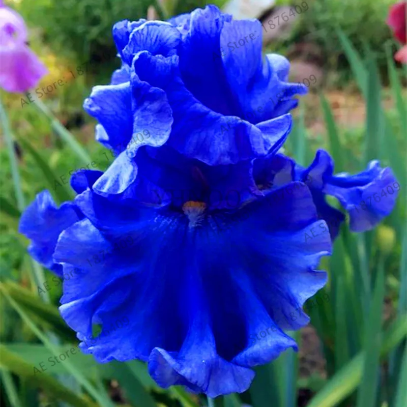 2 Iris Bulbs Roots Perennial Flower Plant Easy to Grow Beautifying Home Garden