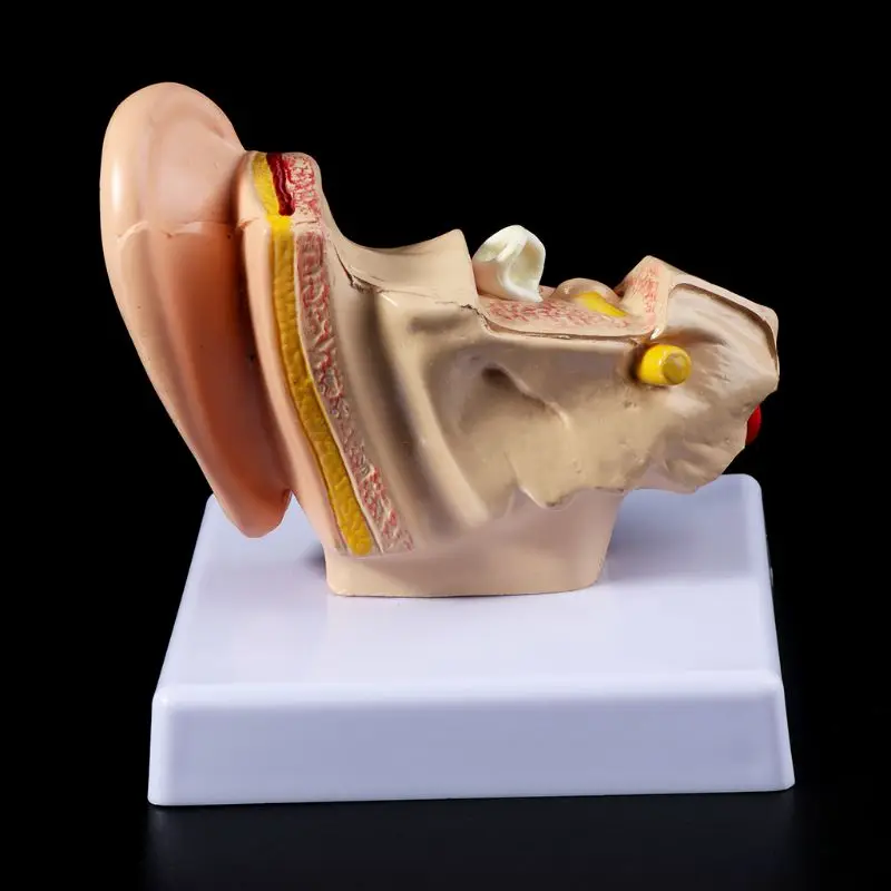  Medical props model 1.5 Times Life Size Human Ear Anatomy Model OrganMedical Teaching Supplies Prof - 4000013072721
