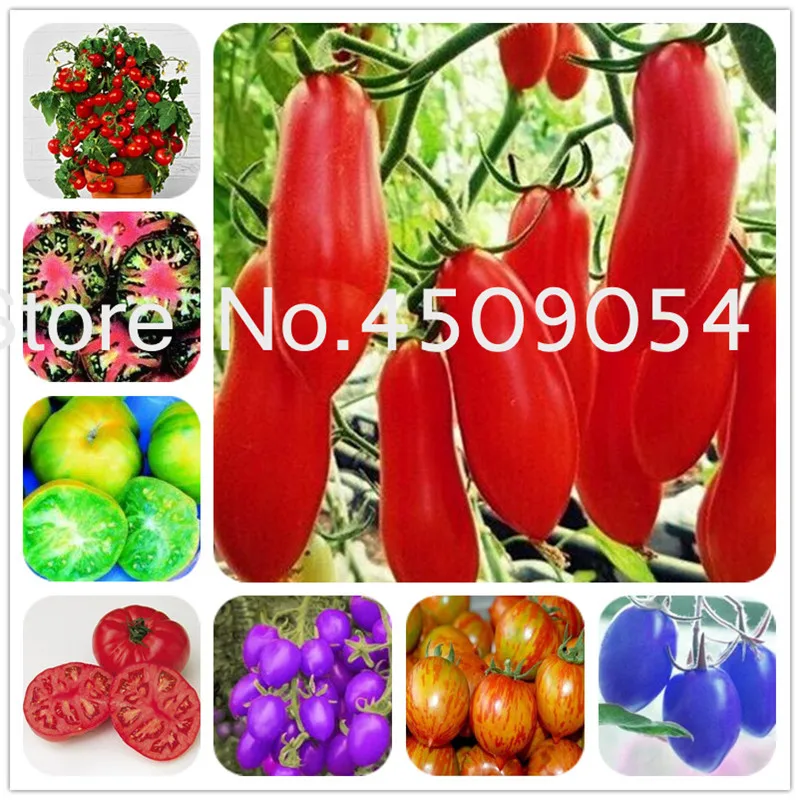 

200 pcs/bag Climbing Tomato bonsai Cherry Tomato Healthy plants Vegetable Tomato Tree Organic Food Bonsai Garden Seedsplants
