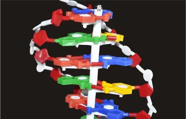 Base de Dna Modelo de Estrutura Modelos de Dupla Hélice do Dna Equipamentos de Ensino 60 Centímetros Par Dna Gene Biologia Genética Fornece Educacional 5 Estrutura Par Modelos de Dupla Hélice do