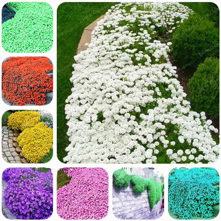 100 Creeping Thyme Seeds Flower Seeds ROCK CRESS GROUND
