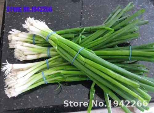 

100pcs small green onion bonsai Organic heirloom bonsais vegetables heathy Kitchen cooking food plant pot Home Garden Decoration