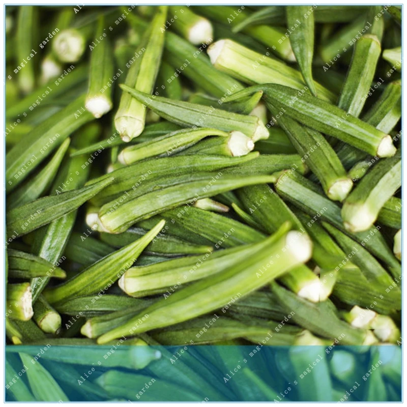 

ZLKING 20pcs Okra Gombo Abelmoschus esculentus Hibiscus suculentus Vegetable