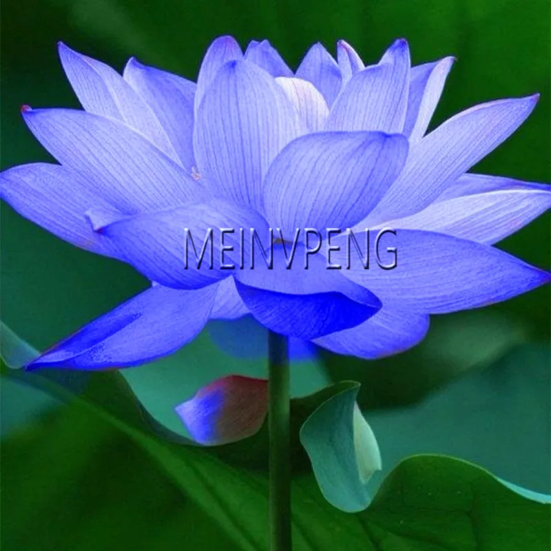 

New 2018!hot summer 100% Bowl lotus bonsai floresling pots Bonsai wait lily garden aquatic plants flower plants 10plantas/bag