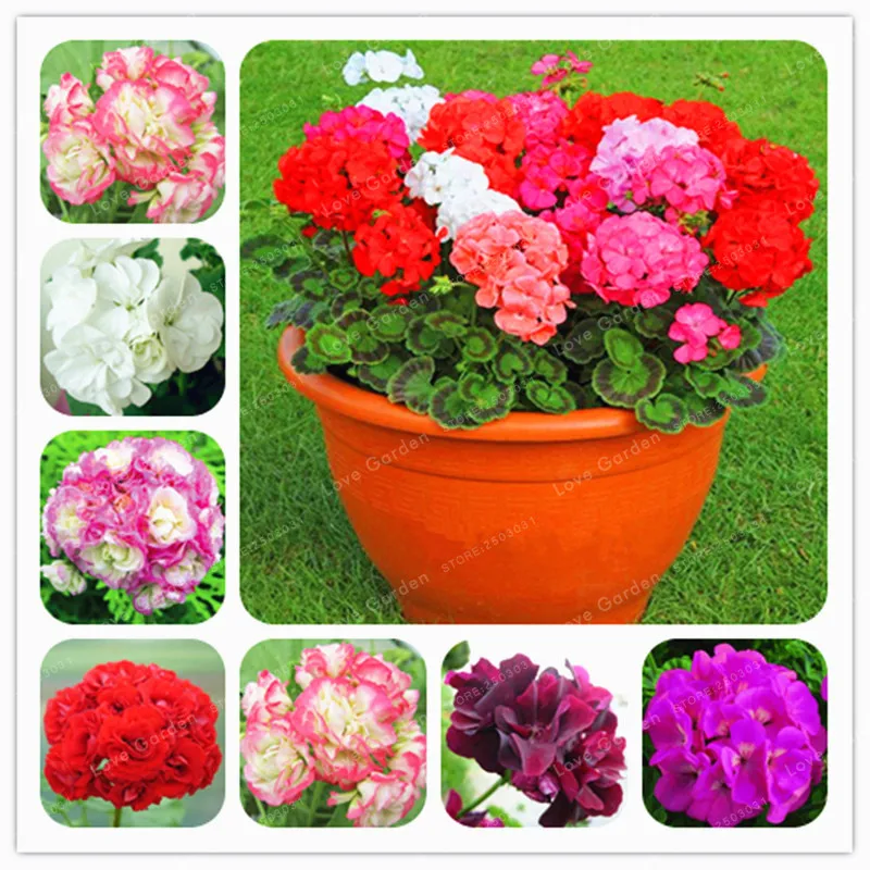 100pcs Geranium Plants Apple Blossom Rosebud Pelargonium Perennial Flower Hardy Plant Bonsai Potted Plantas Garden Decoration Buy At The Price Of 0 80 In Aliexpress Com Imall Com 100pcs Geranium Plants Apple Blossom Rosebud Pelargonium Perennial Flower Hardy Plant Bonsai Potted Plantas Garden Decoration Buy At The Price Of 0 80 In Aliexpress Com Imall Com