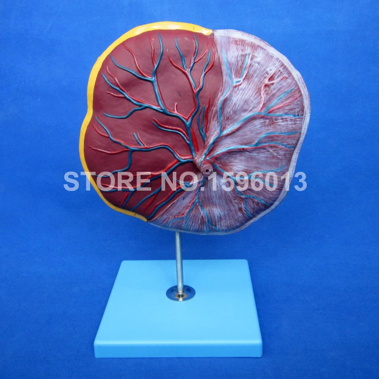 

Hot High Quality Anatomical Placenta Model, Umbilical Cord model