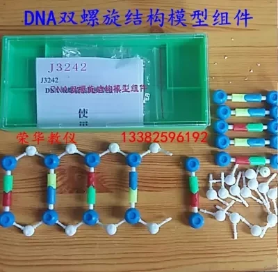 ДНК двойной спираль структура модель биомедицинского обучения экспериментальный инструмент