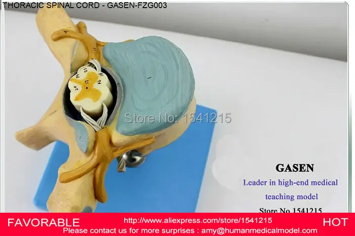 

THORACIC SPINAL CORD,MODEL OF THE THORACIC VERTEBRA,SPINAL CORD AND SPINAL NERVES MODEL-THORACIC VERTEBRA MODEL-GASEN-FZG003