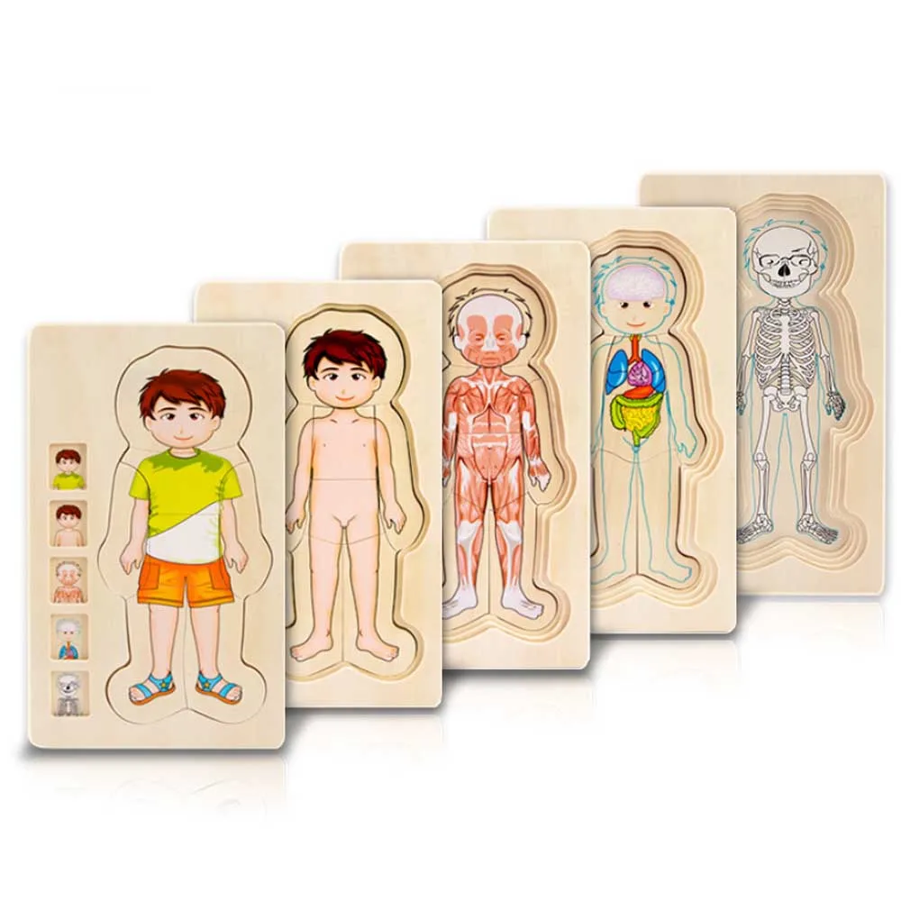 

Wooden Jigsaw Multilayer Puzzle Biology Learning Toys For Children 3 Years Old Up Human Body Puzzles Intelligence Toy