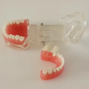 

Soft Gum Full Mouth Tooth 28 Teeth Removable Model