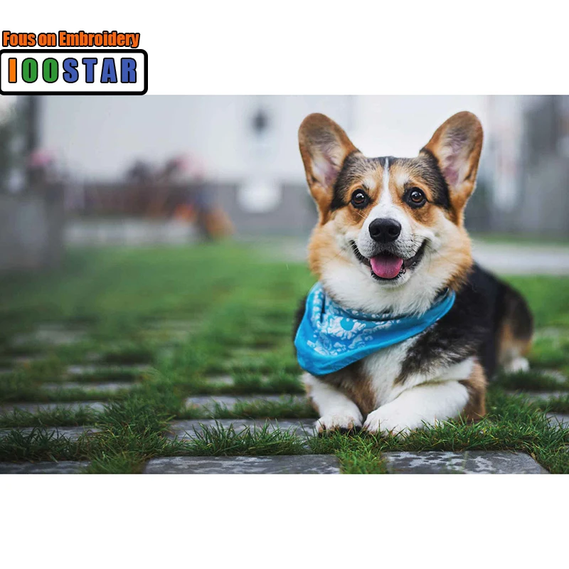 Корги дог. Вельш-корги пемброк. Порода вельш корги пемброк. Корги дог. Вельш-корги пемброк.