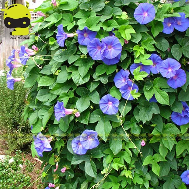 100 Real Heavenly Blue Morning Glory Seeds 50 Pack Ipomoea 100 Real Heavenly Blue Morning Glory Seeds 50 Pack Ipomoea Nil