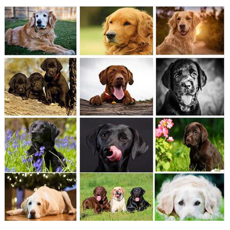

5D DIY Diamond Painting Labrador Picture Cross Stitch Needlework Embroidery Dog Full Diamond mosaic Rhinestones Home Decor C391