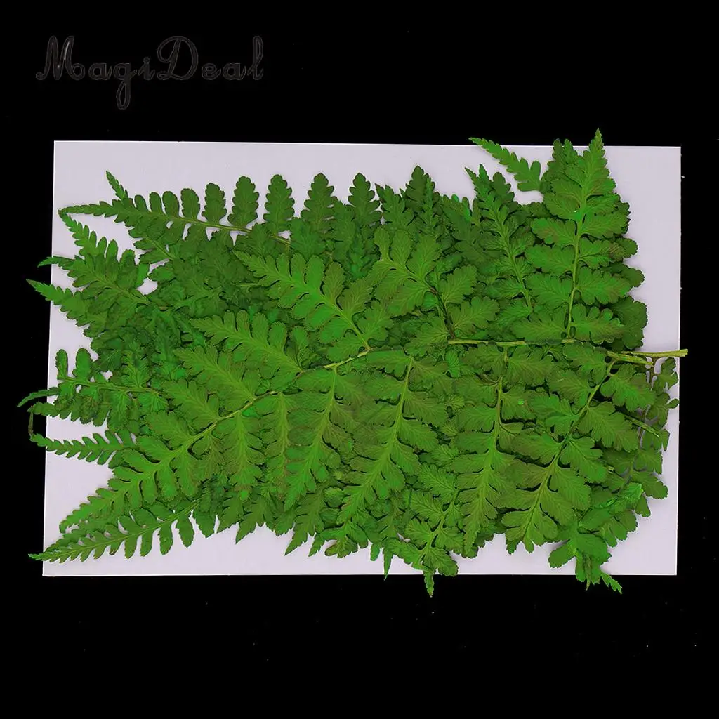 12pcs Natural Press Woodsia Leaves Pressed Real Dried Flower Dry Leaves for DIY Art Crafts Bookmark Scrapbooking Card Making