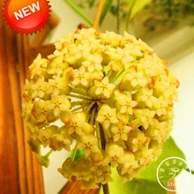 Лучшее предложение! желтовато-Hoya карликовые деревья, красивый и легко растить цветок орхидеи сад DIY комнатные растения 100 шт./упак.,# 480KIT