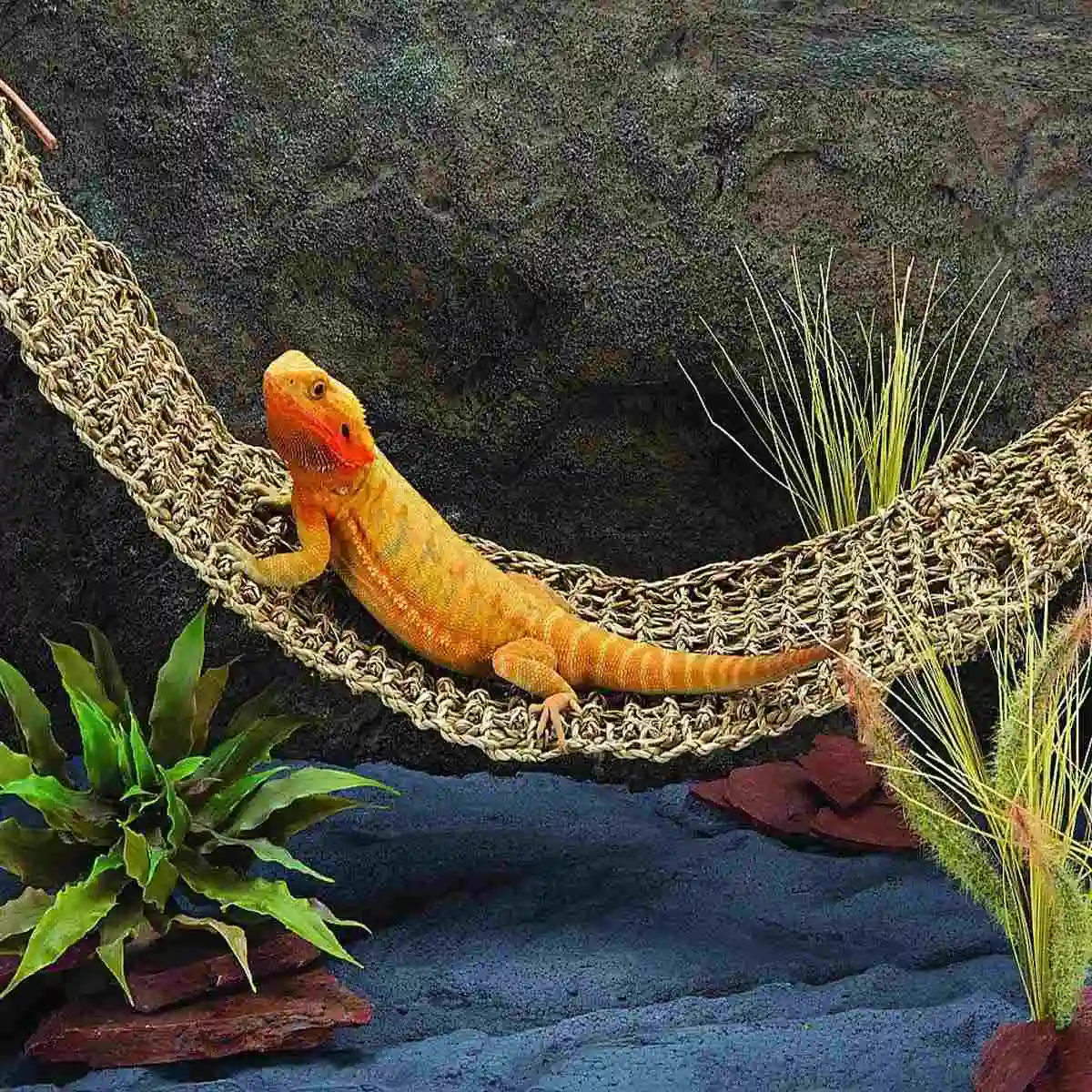 Lizard Hammock Swing Pet Kitten Cat Lounger Reptile Toy Hanging Seaweed