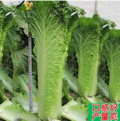 200PCS Giant Chinese Cabbage plant Greens Vegetable Non transgenic hybrid cabbage plant Nutritious Green Plants For Home Ga