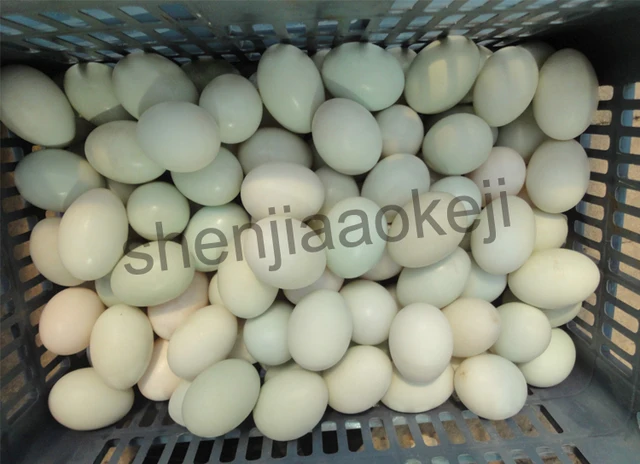 Electric Egg washing machine chicken duck goose egg washer egg cleaner wash  machine 2400 pcs/h