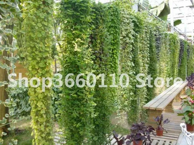 

Hot Sale 50 Pcs Chinese Ivy Bonsai DIY Home Garden Plants Rare Climbing Bindwood Anti Radiation Ultraviolet Ray Free Shipping