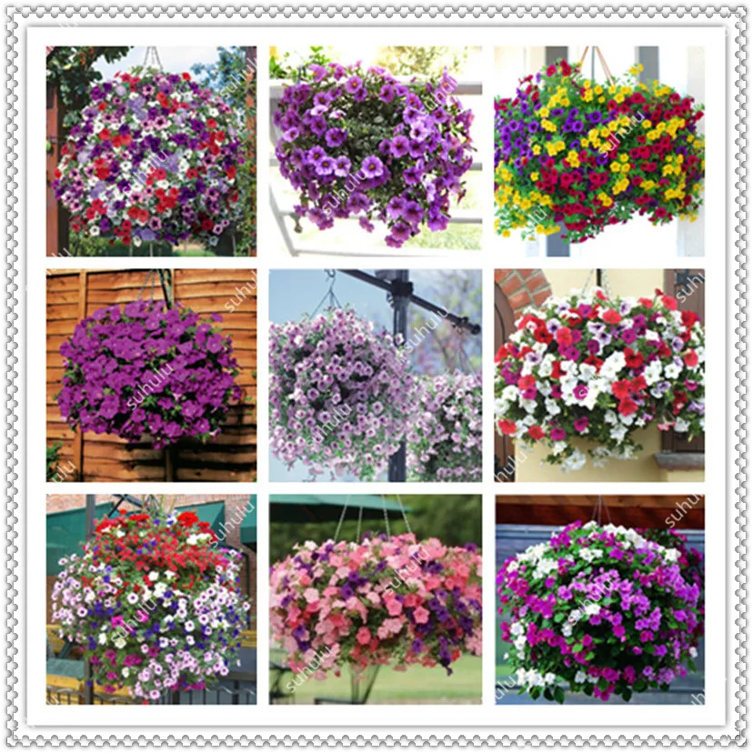 

Wholesale 100 Pcs Garden Hanging Petunia Bonsai Flowers Plant Pot For Balcony Bonsai Diy Plant Morning Glory For Home Garden