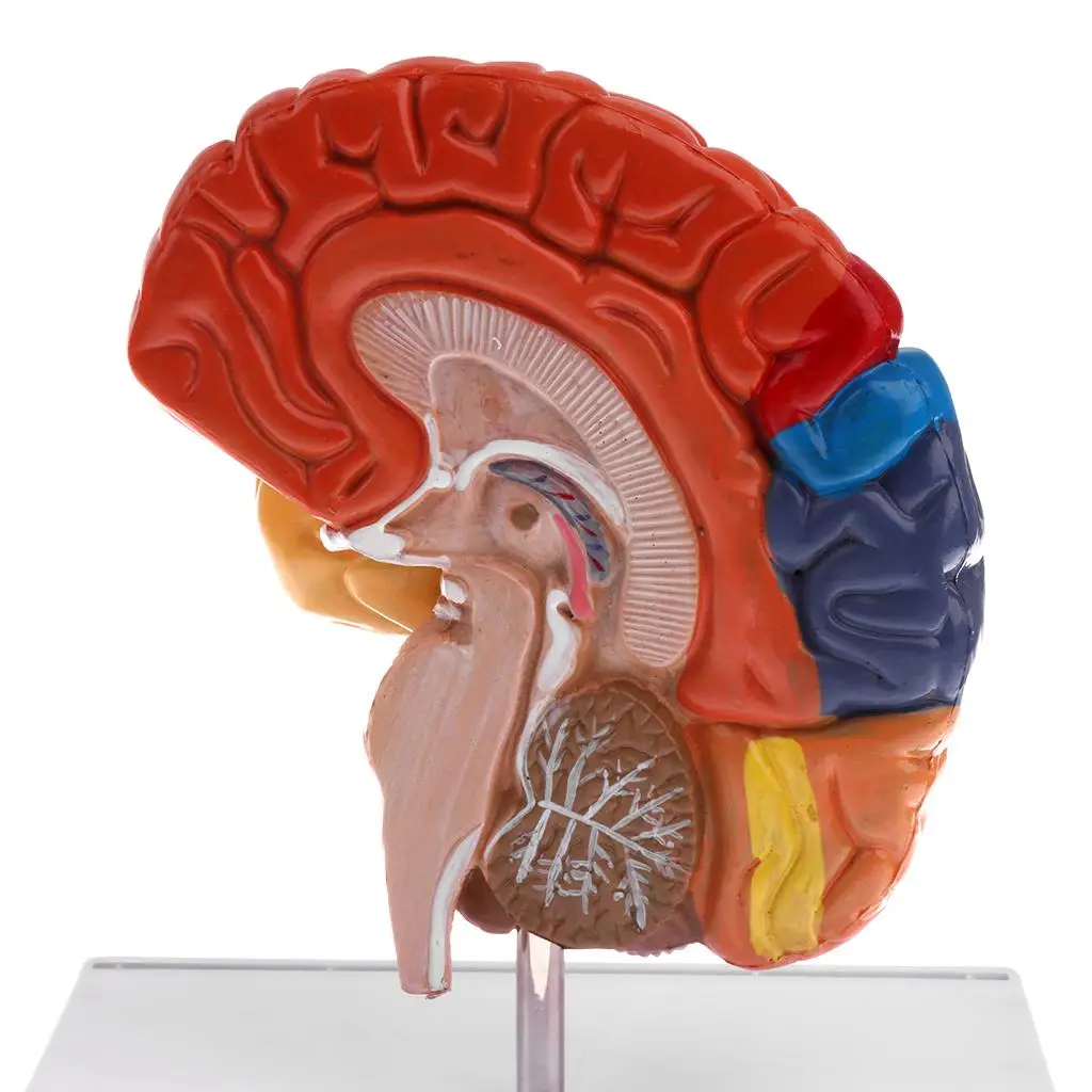 modelo anatomia do cérebro esqueleto médico crânio ferramentas de ensino
