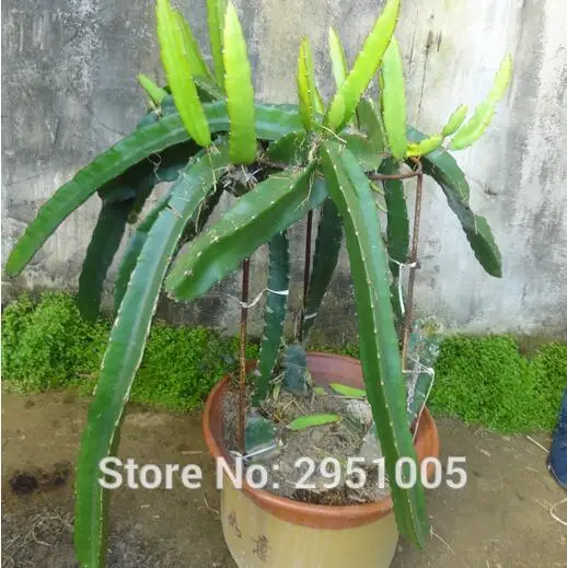 Hot selling 100pcs dragon fruit * pitaya * hylocereus undatus * bonsai