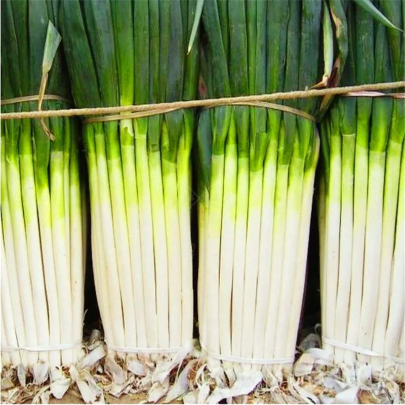 Sell Well 100 Pcs Giant Chinese Green Onion Home Garden