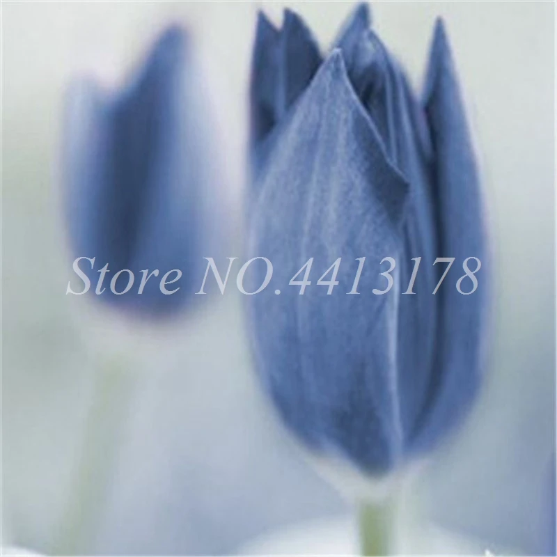 Bonsai 100 Pcs Bonsai Tulip (Not Tulip Bulbs)24 Varieties Rainbow Tulip High-Grade Flower Potted Plant Most Beautiful * Colorful Bonsai 100 Pcs Bonsai Tulip (Not Tulip Bulbs)24 Varieties Rainbow Tulip High-Grade Flower Potted Plant Most Beautiful * Colorful