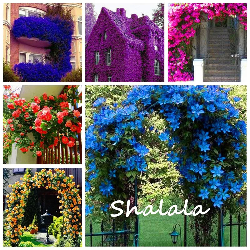 

200 Pcs China Climbing Rose Seedsflower Hanging Creepers Rosas Raras Flower Semillas de Flores Bonsai Plant Garden Decoration
