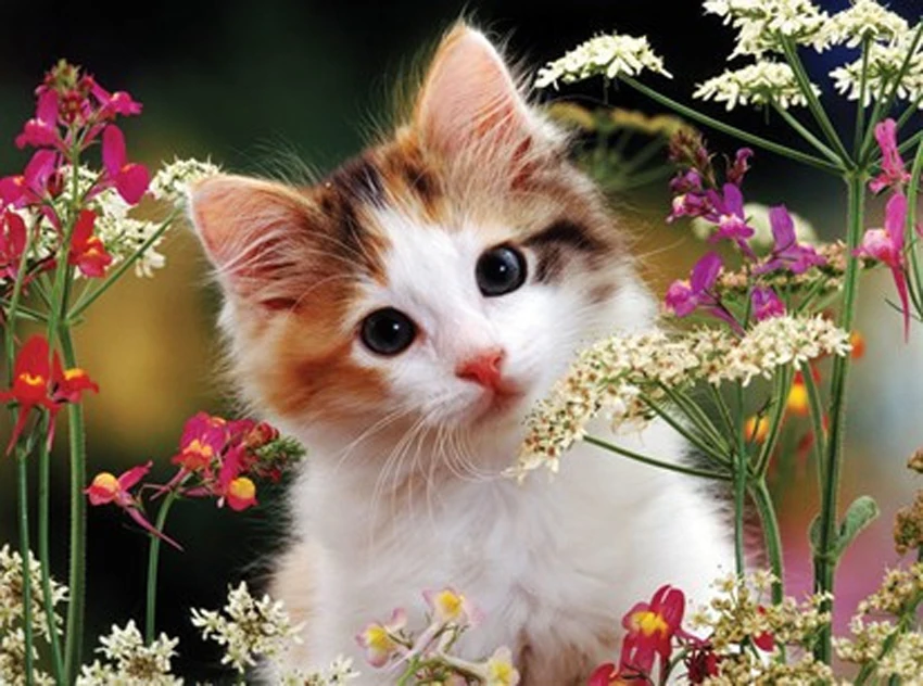 New-Diamond-mosaic-diamond-embroidery-beads-cat-Baby-font-b-flower-b-font-font-b-animal