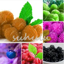 100 Pcs/Lot Genuine Wild Raspberry Bonsai, Sweet Fruit Plants For Home & Garden - Bonsai Fruit Plant Four Seasons Easy Grow