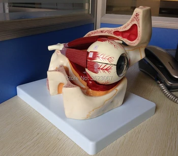 

3 times eyeball and eyelid PVC human skull skeleton model for seal Eye with Orbit Anatomical Study Display Model