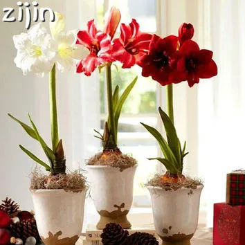 

100pcs/bag Amaryllis Hippeastrum bonsai Roof Terrace Garden Patio Garden Barbados Lily Flower plants