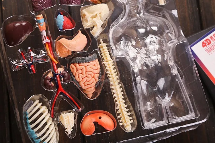 Собранная прозрачная анатомическая модель человеческого туловища 4D бюст Мужская голова скелетно-мышечная Анатомия научная модель