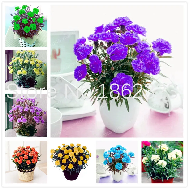 

Free Shipping 100pcs Carnation Bonsai Balcony Potted Courtyard Garden Plants Dianthus Caryophyllus Flower Bonsai christmas decor
