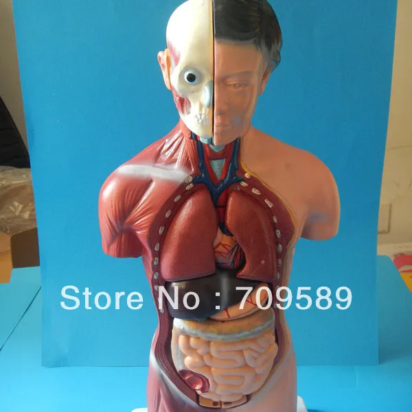 

ISO 42CM Human Torso with Internal Organs 15 Parts, Female Torso model