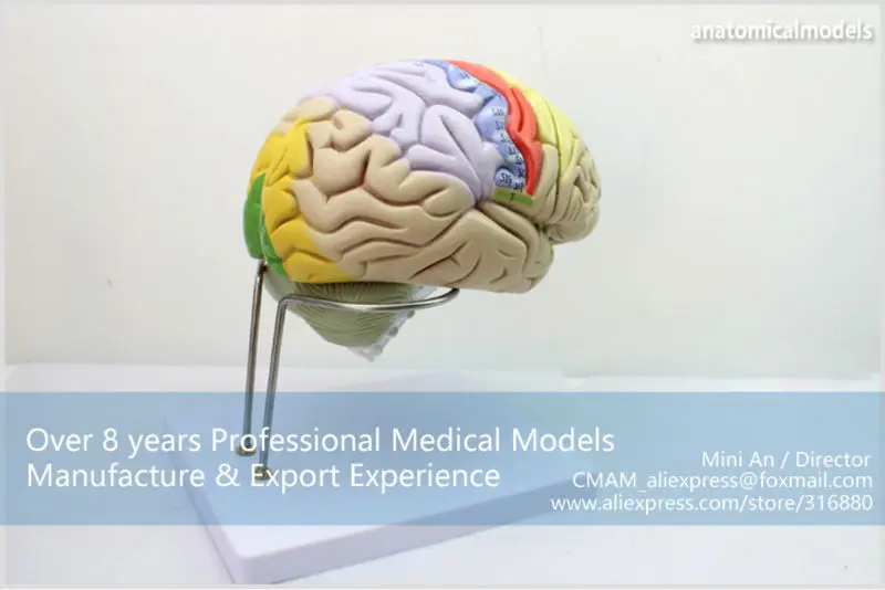 BRAIN08 CMAM MODEL Magnify Human Anatomical Brain Anatomy 1